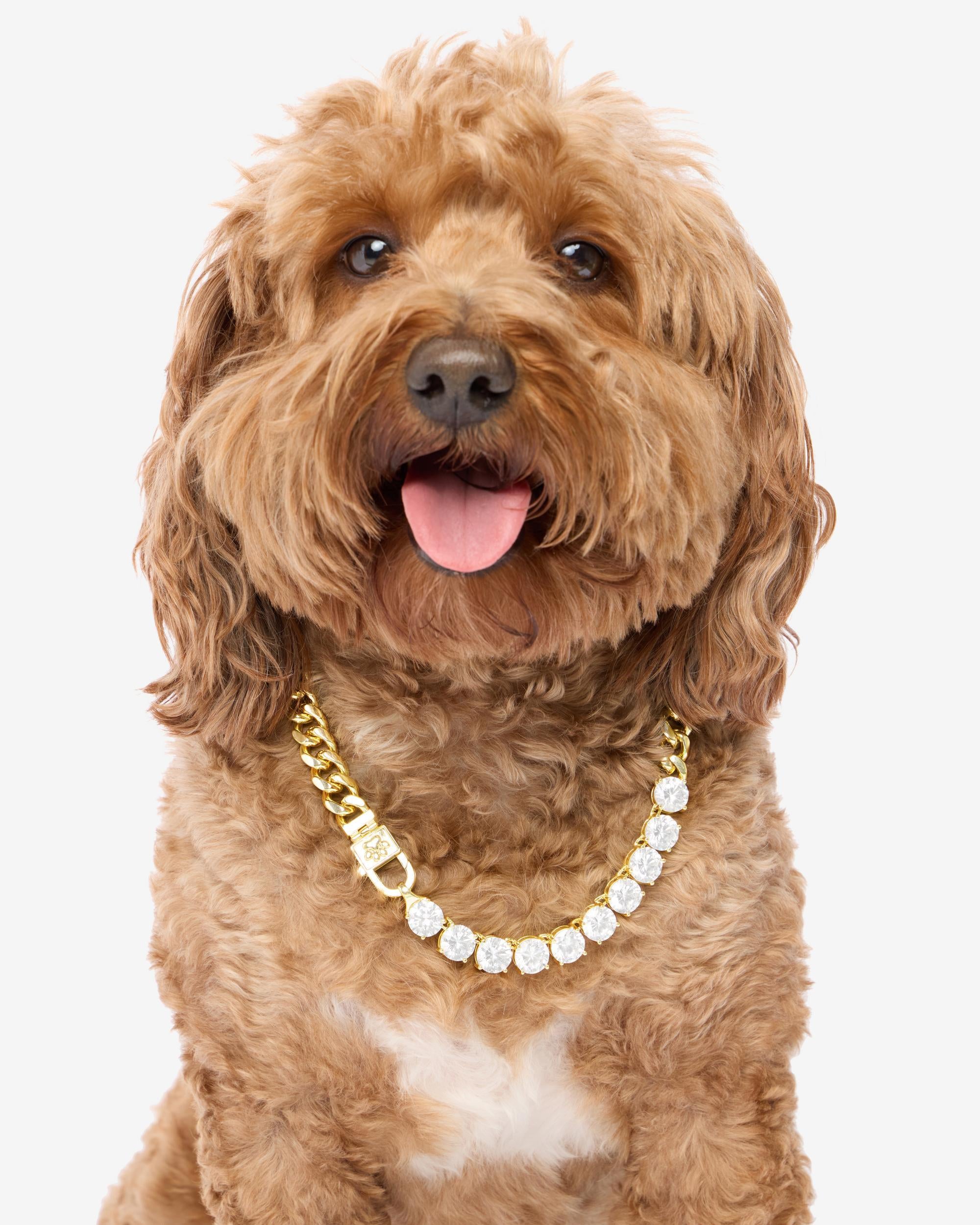 Thor Loves Diamonds Pet Necklace - Gold|White Diamondettes