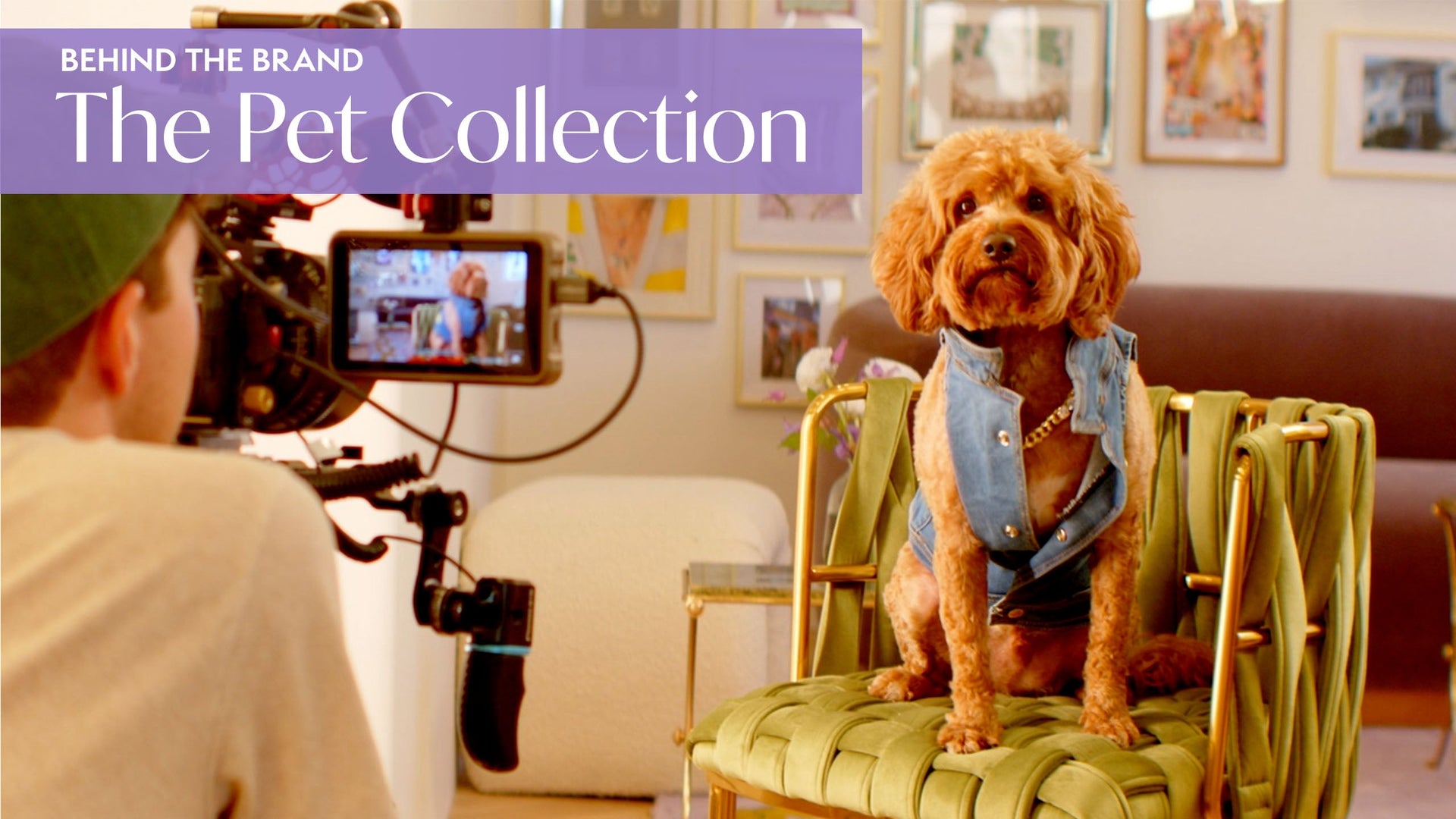 The MM Pet Collection | Behind the Brand