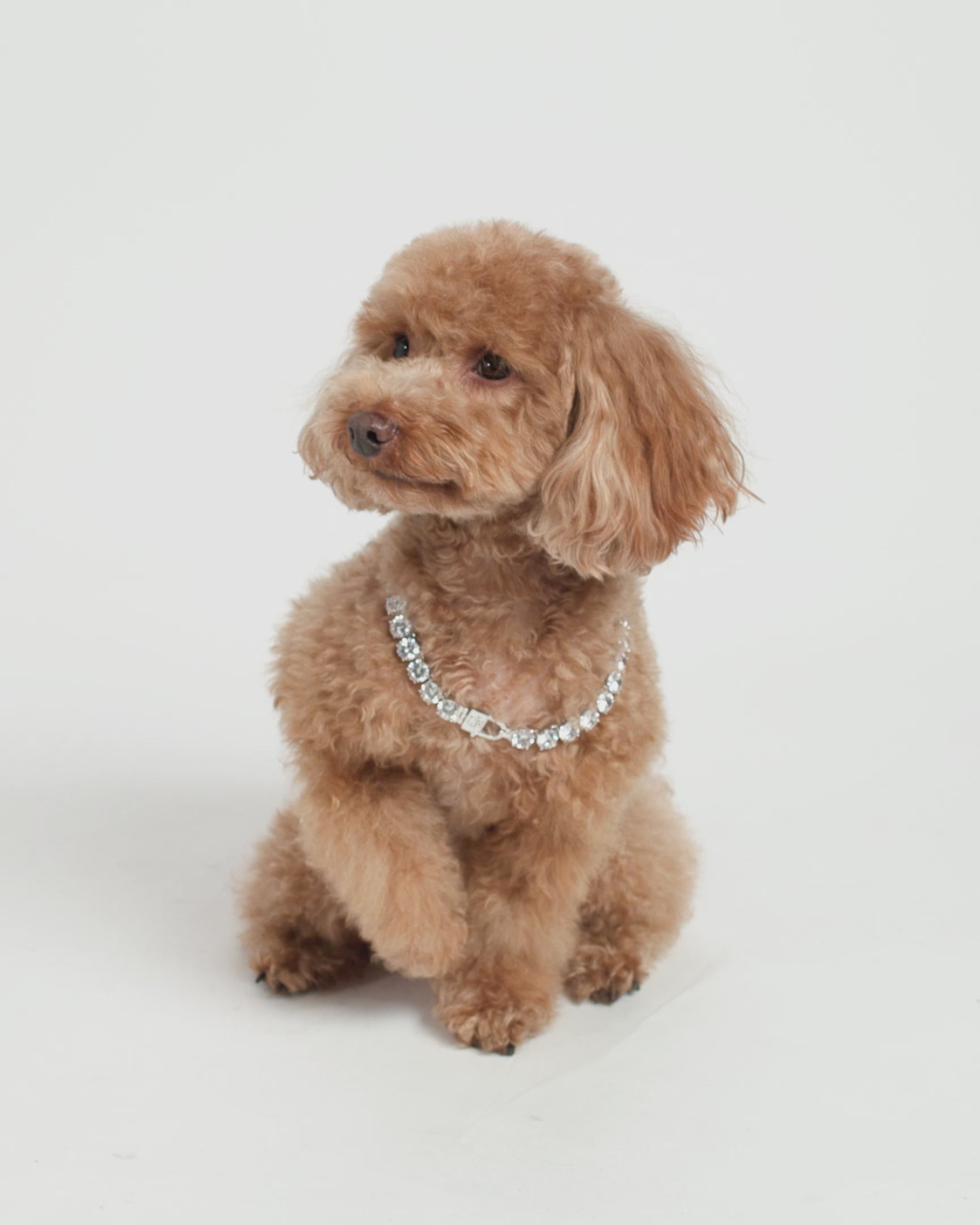 Royal Pet Tennis Necklace - Silver|White Diamondettes