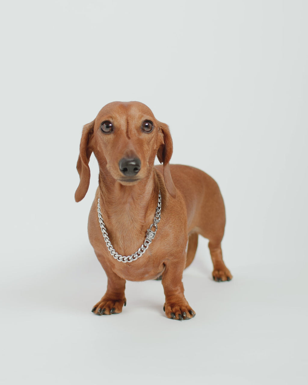 Thor Cuban Chain Pet Necklace 10.8mm - Silver