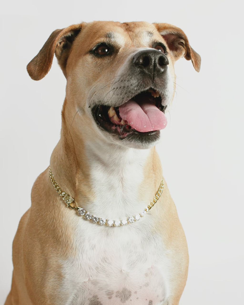 Thor Loves Diamonds Pet Necklace - Gold|White Diamondettes