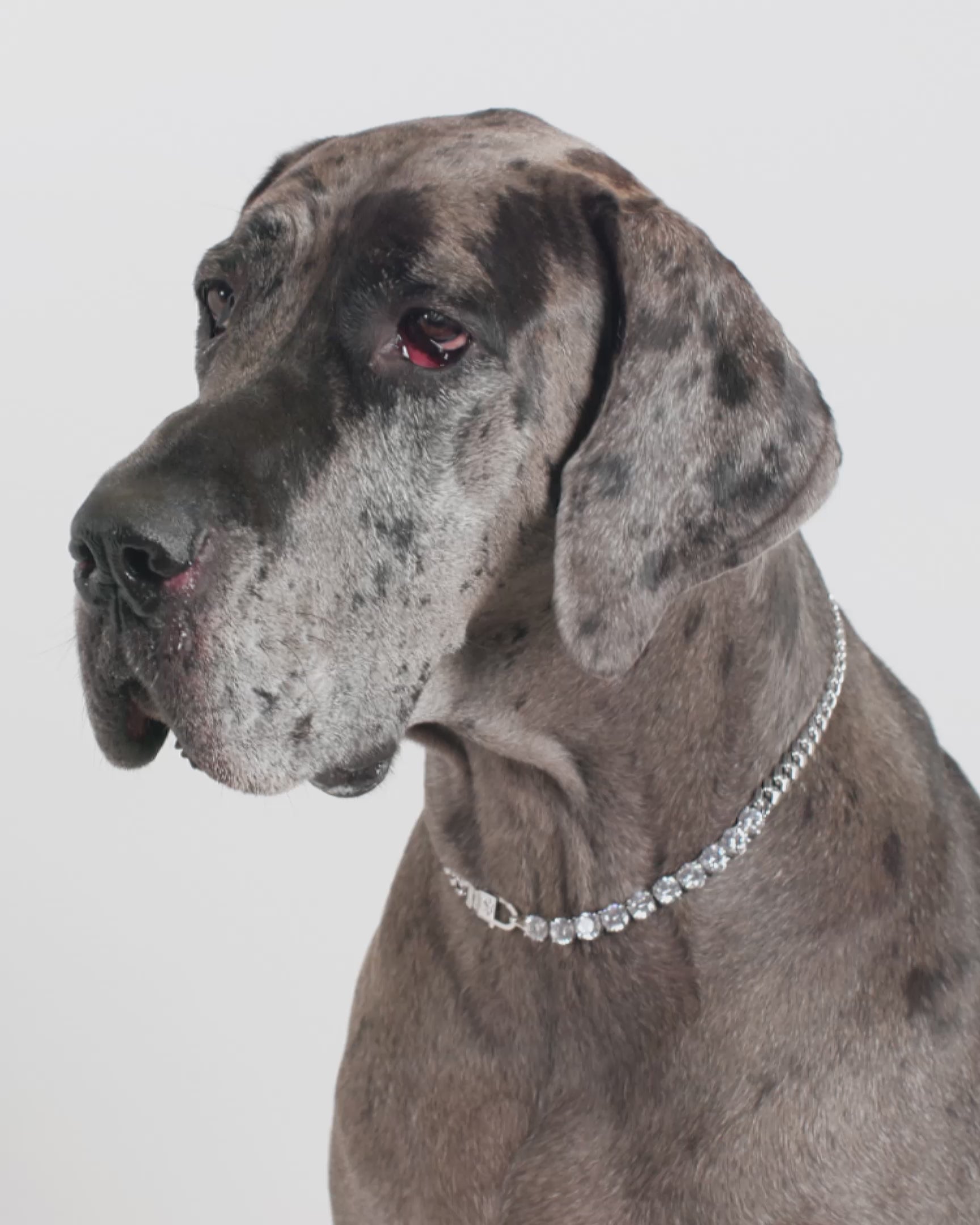 Thor Loves Diamonds Pet Necklace - Silver|White Diamondettes