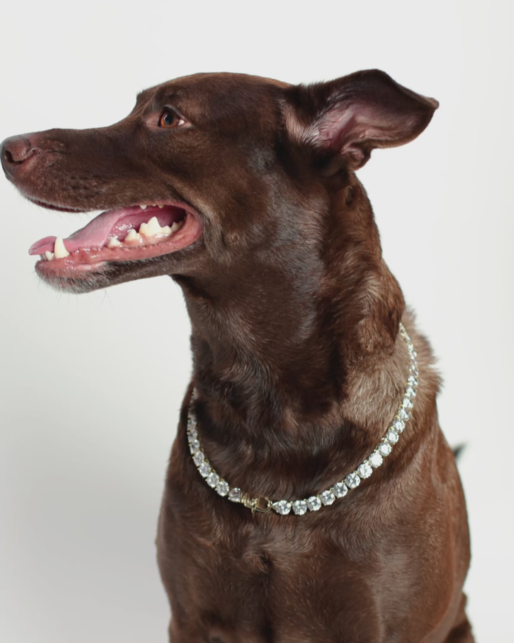 Royal Pet Tennis Necklace - Gold|White Diamondettes