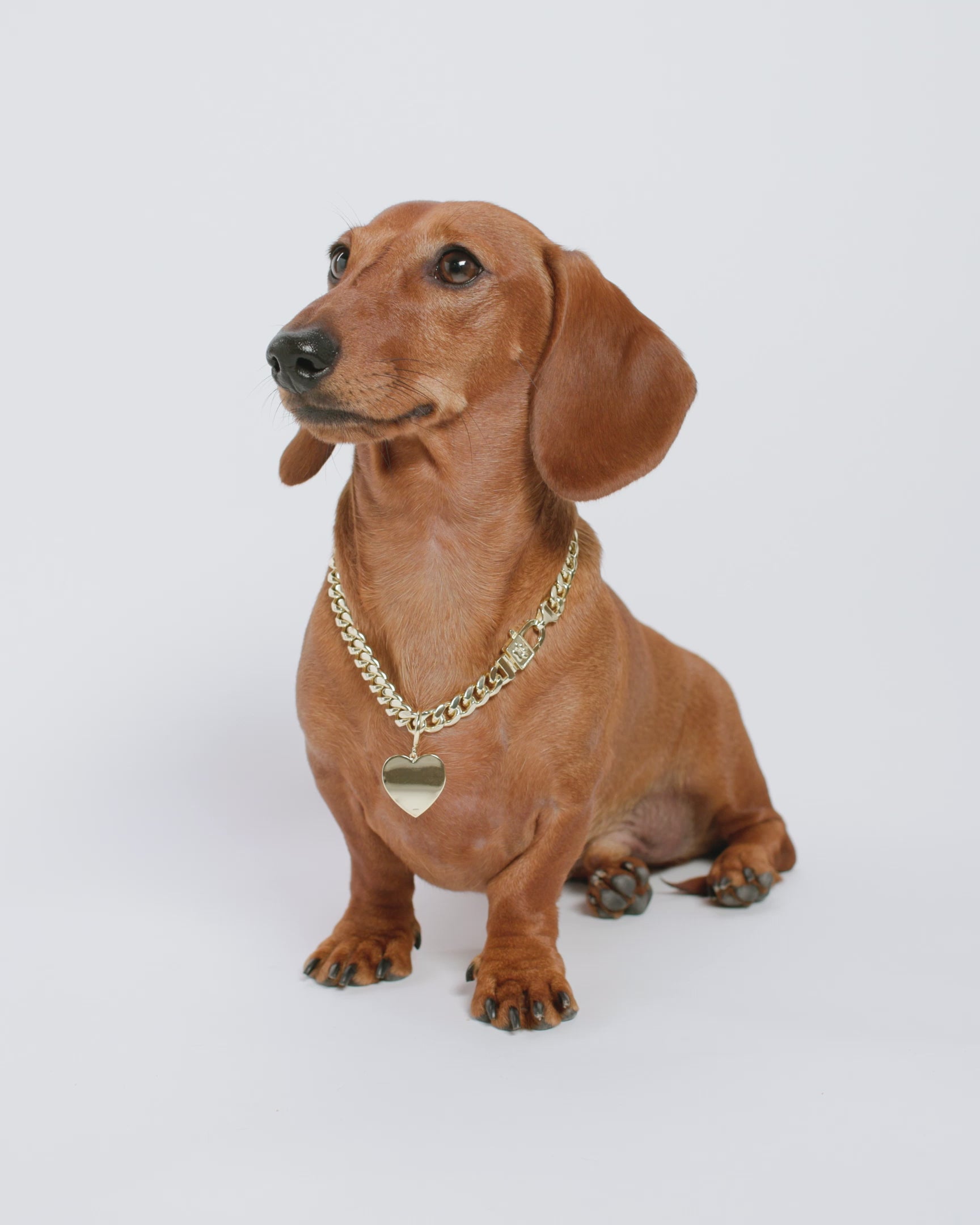 XL Heart Engravable Dog Tag - Gold